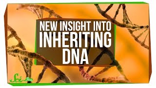 You Can Inherit Mitochondrial DNA from Both Parents  SciShow News [upl. by Zandra]