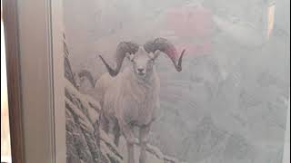 Robert Bateman White World of Call Sheep signed print Ark Consignment 9705899297 [upl. by Jary]