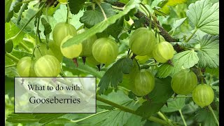 All about gooseberries and what to do with them [upl. by Durwin18]