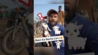 Bakri Ka Bacha Ly Lia 🐐😍 bakra minivlog kabutar fish fishvideo bakramandi [upl. by Chemush]