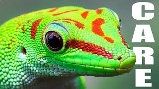 Giant Day Gecko Care Guide  Housing Feeding amp Tips [upl. by Akino271]