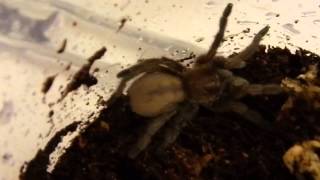 Australian Bird Eating Spider  Tarantula  quotStirlingiquot Juvenile [upl. by Eiclek651]