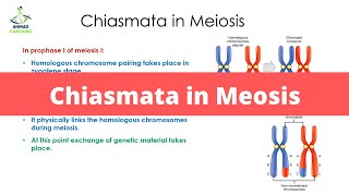 Chiasmata in Meiosis  Cell Cycle [upl. by Katine]