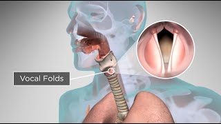 How Does the Human Body Produce Voice and Speech [upl. by Joceline]