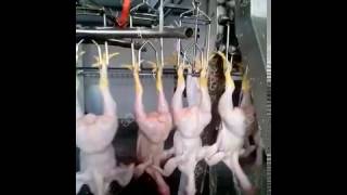 Automatic poultrychickenbirds slaughter machineprocessing line for 1500pcs per hour [upl. by Nesnah]