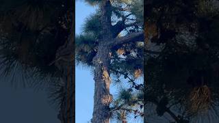 Autumn chirps🐧🪶 birds nature backyard shorts youtubeshorts natureadmirer [upl. by Airemahs]