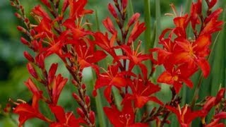 How to plant crocosmia bulbs [upl. by Thorndike369]