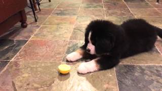 Bernese Mountain Dog Puppy vs Lemon [upl. by Ethan]