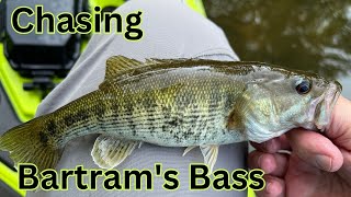 Chasing the SC Black Bass Slam Bartrams Bass Fishing Adventure on the Chattooga River [upl. by Lauryn]