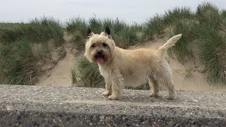 Why to get a Cairn Terrier as a pet [upl. by Larrad]