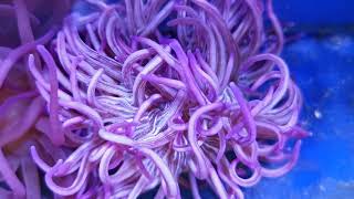 Macrodactyla doreensis – Lila Korkenzieher Anemone violett [upl. by Alyal]