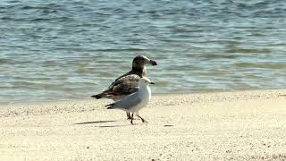 A Pacific Gull’s bitey breakfast – plungediving catching and eating a crab [upl. by Lainahtan]