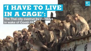 ‘I have to live in a cage’ The Thai city overrun by monkeys in wake of Covid19 [upl. by Ojaras]