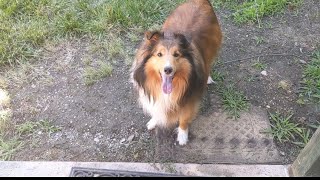 Watch what happens Sheltie gets so excited [upl. by Anaoj]