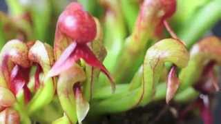 Darlingtonia californica carousel [upl. by Rothschild]