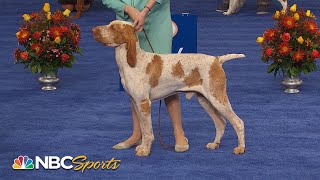 National Dog Show 2022 Sporting Group Full Judging  NBC Sports [upl. by Harac652]