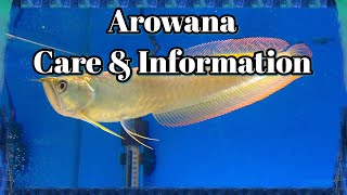 Arowana Care and Information [upl. by Aryamo18]