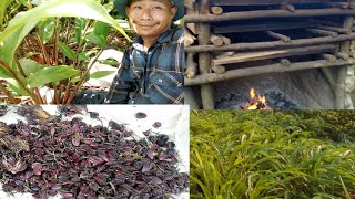 HARVESTING LARGE CARDAMOM AND DRYING AT DZULHA NAGALAND INDIA PART 1 [upl. by Elna629]