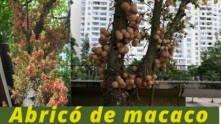 ABRICÓ de MACACO Como plantar a bala de canhão [upl. by Fortunio]