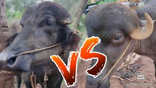 jafrabadhi Vs Murrah malayalam  poth valarthal kerala Buffalo farming  pothu paripalanam [upl. by Jegar]