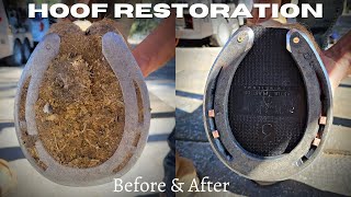 Very Satisfying  Hoof Restoration  Farrier ASMR [upl. by Akehsat]