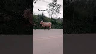 Vaca estradeira shortsvideo agro vaca [upl. by Finegan]