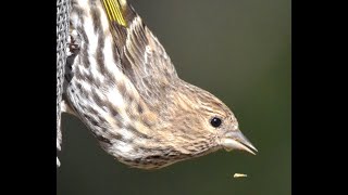 Pine Siskins [upl. by Nnilsia]