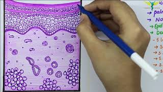 Histology of Thick SkinGlabrous skin [upl. by Leahcar]