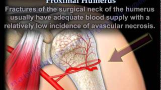 Blood Supply Of The Proximal Humerus  Everything You Need To Know  Dr Nabil Ebraheim [upl. by Stoecker]