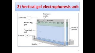 Vertical Gel Electrophoresis and SDS PAGE [upl. by Estus282]