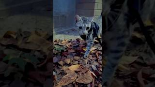 ユキオさんと秋の気配を感じた🍂catcute cat ベンガル bengalcat 癒し動画 癒し系猫 散歩する猫 [upl. by Izawa]