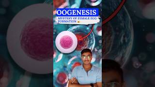 OOGENESIS Uncover the MYSTERIES of Female Egg Formation  Biology NEET  Class 12th [upl. by Christina306]