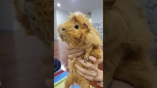 Guinea Pigs  our cute ginger Abyssinian guinea pig Loves cuddles and hay [upl. by Calla102]