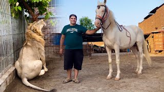 Qasim Chaudhry Ka Shok Nukra Horse Aor Lion Ka Farm Ek Sath 😎 Hsn Entertainment [upl. by Wellington277]