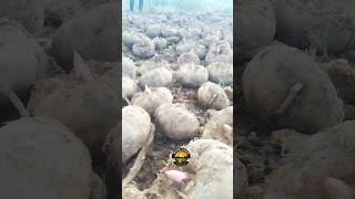 elephant yam harvesting video harvesting shorts elephantyam amazing [upl. by Vedi]