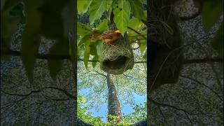 The Master Builder How Weaver Birds Create Their Homesquot birds nature shorts nest home [upl. by Vincent]