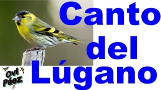 CD Canto del lugano  carduelis spinus  chant tarin des aulnes [upl. by Silvana830]