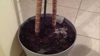 Faire un engrais naturel  Conseils jardinage plantes [upl. by Lladnar]