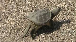 The Snapping Turtle Chelydridae Chelydra serpentina Locomotion [upl. by Terris139]