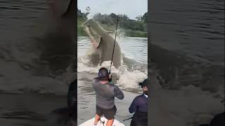 Giant Catfish Caught by Angler 🦭🐟🐲🐙 giantcreature derpseafishing [upl. by Arev]