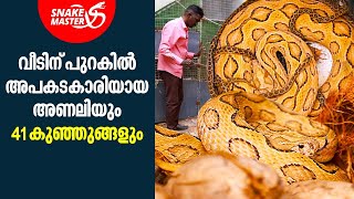 വീടിന് പുറകിൽ അണലി പ്രസവിച്ചു 41 കുഞ്ഞുങ്ങൾ  Vava Suresh  Snakemaster EP 854 [upl. by Latoya761]