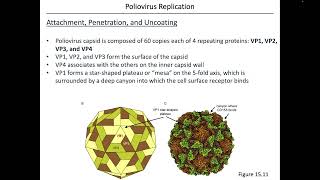 Virology Chapter 15 Part 2 [upl. by Ulland773]