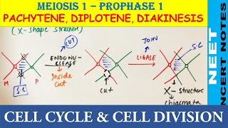 Pachytene Diplotene amp Diakinesis of Prophase 1 of Meiosis 1  NEET Biology 11  NCERT Notes NEET21 [upl. by Idolla]