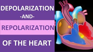 Depolarization and Repolarization of Heart Action Potential Atrial amp Ventricular Animation [upl. by Eirroc411]