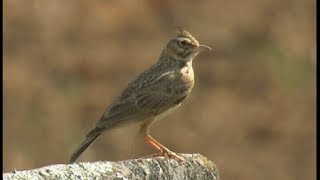 Cochevis de Thékla  Thekla Lark  Galerida théklae [upl. by Kordula]