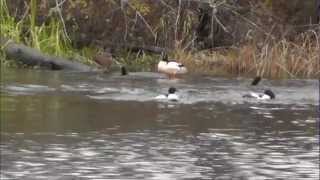 hilarious merganser duck chase [upl. by Anitnemelc]