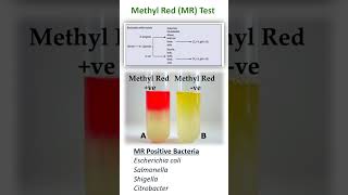 METHYL RED TEST [upl. by Lledraw]