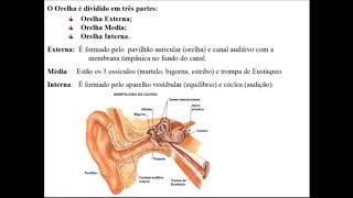 NERVOS CRANIANOS PARTE 4  NERVO VESTÍBULOCOCLEAR E MECANISMOS DA AUDIÇÃO E EQUILÍBRIO [upl. by Caundra]