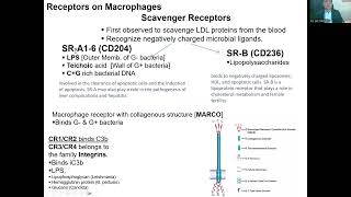 Macrophage Pattern Recognition Receptors amp their functions Urdu [upl. by Annahsed]