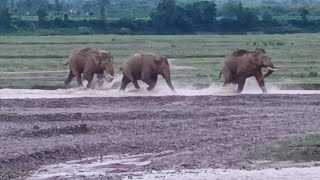 Famous three Tuskar elephant wildlife dailyvlog foryou [upl. by Mairam]